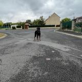 Picture of dog found at Courpiere