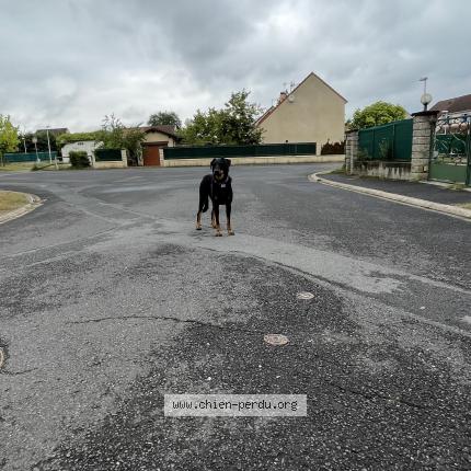 Photo 1/1 Found dog Found in Courpiere