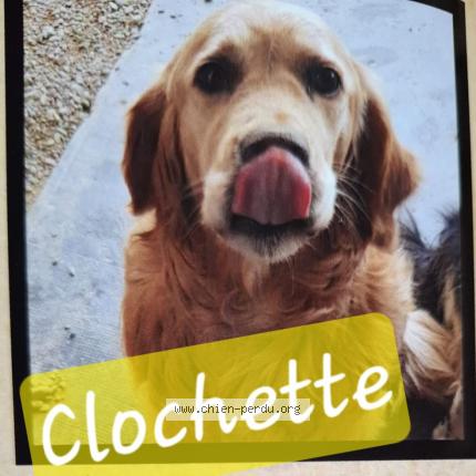 Photo 1/1 Clochette Chien lost in Narcastet
