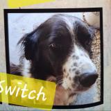 Picture of dog lost at Narcastet