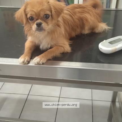 Photo 1/1 Found dog Found in Toulouse