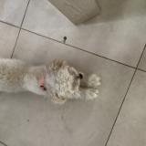 Picture of dog found at Le Cailar