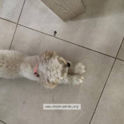 Photo 1/1 Found dog Found in Le cailar