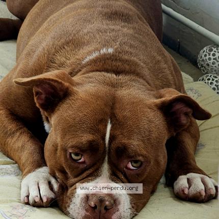 Photo 1/2 Valka Chien lost in Dompierre becquincourt