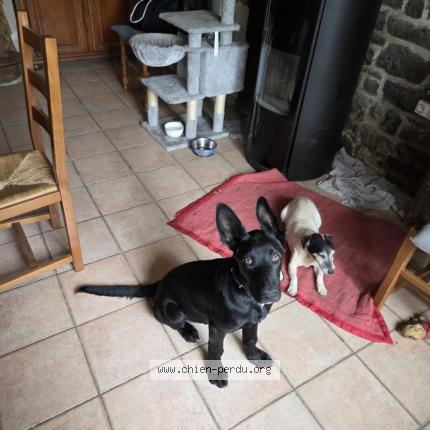 Photo 1/1 Atos Chien lost in Hambye