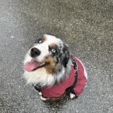 Picture of dog lost at Tourrette Levens