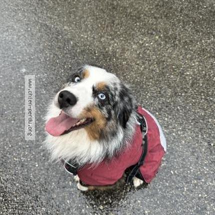 Photo 1/2 Schewps Chien lost in Tourrette levens