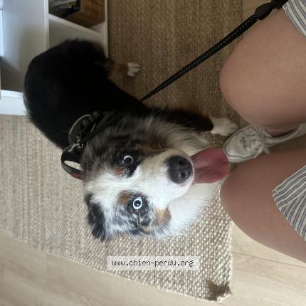 Photo 2/2 Schewps Chien lost in Tourrette levens