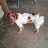 Picture of dog found at Lavardens