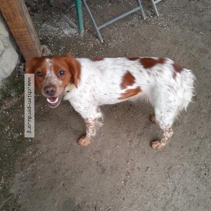 Photo 1/1 Found dog Found in Lavardens