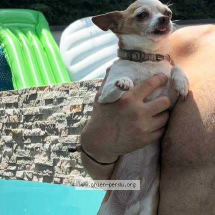 Photo 1/1 Boss Dog lost in Jassan riottier