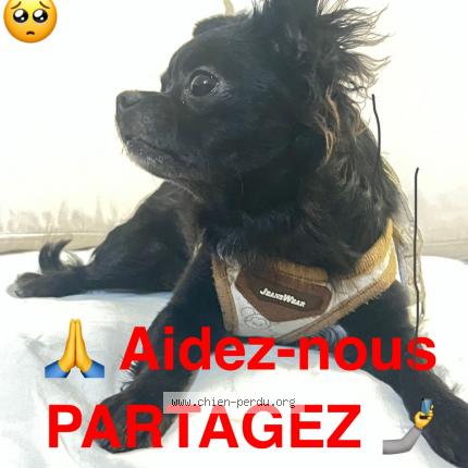 Foto di cane smarrito a Geneve