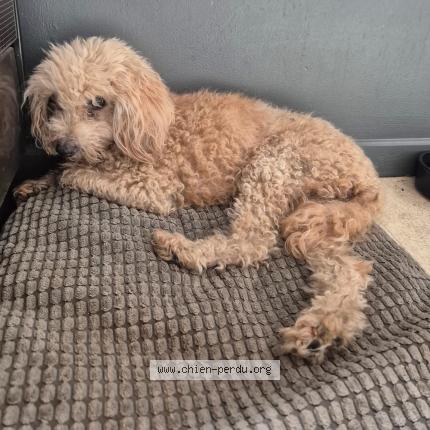 Photo 1/1 Found dog Found in Pia