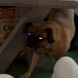 Picture of dog lost at Chanteloup Les Vignes