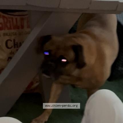 Photo 1/1 Reeze Chien lost in Chanteloup les vignes