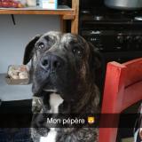 Picture of dog lost at Lezignan Corbieres