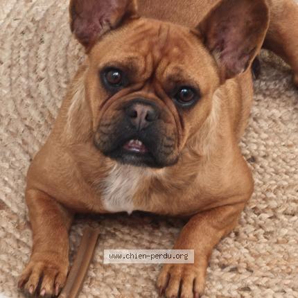 Photo 1/1 Rosalie Chien lost in Argentan