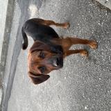 Picture of dog found at Nay