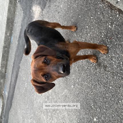 Photo 1/1 Found dog Found in Nay