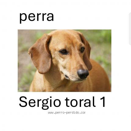 Photo 1/1 Vipe Chien lost in Guayaquil