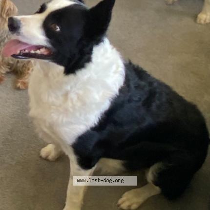 Photo 1/1 Bob Dog lost in Toowoomba