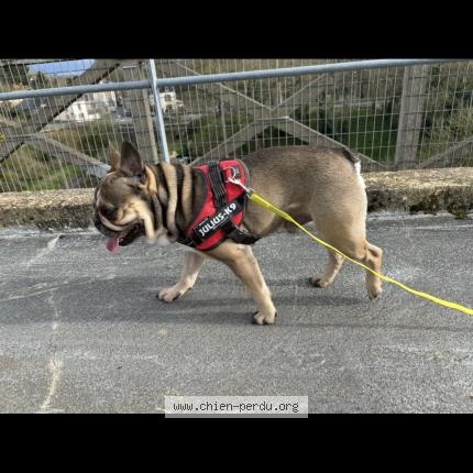 Photo 1/1 Ryder le minoux Chien lost in Ploufragan