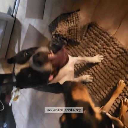 Photo 1/1 Found dog Found in Briante