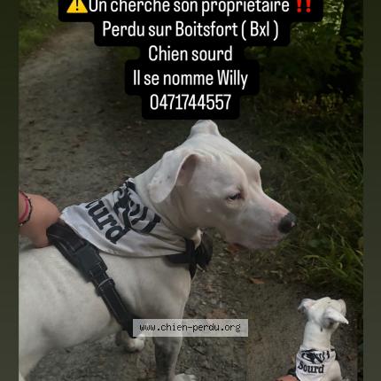 Photo 1/1 Found dog Found in Boitsfort