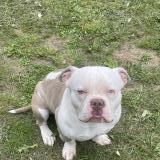 Picture of dog lost at Hecourt