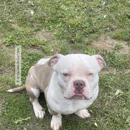 Photo 1/1 Strike Chien lost in Hecourt