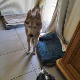 Picture of dog found at Ste Marguerite D Elle