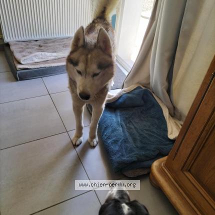 Photo 1/1 Found dog Found in Ste marguerite d elle