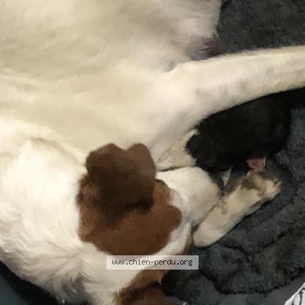 Photo 1/1 Luffy Chien lost in Les lucs sur boulogne