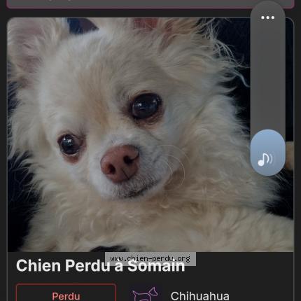 Photo 1/1 Eliot Chien lost in Somain