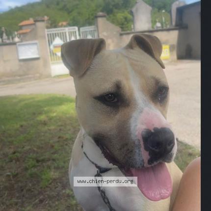 Photo 1/1 Dog reunited Lost in Ternay