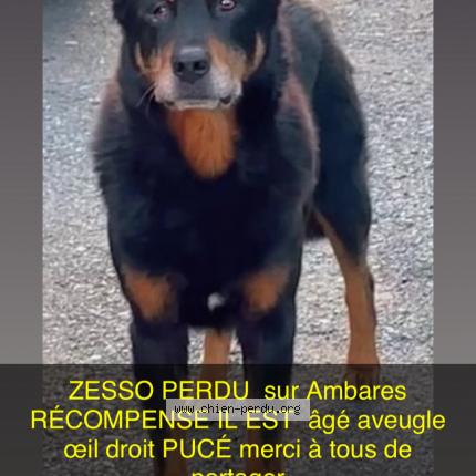 Photo 1/1 Zesso Chien lost in Ambares et lagrave