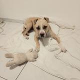 Picture of dog found at St Symphorien D Ozon