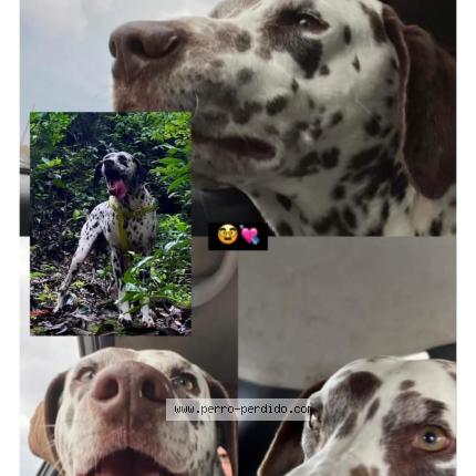 Photo 1/1 Dogo Chien lost in San ramon