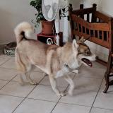 Picture of dog found at Riom