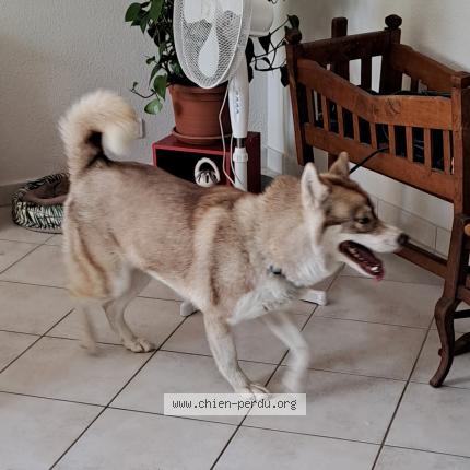 Photo 1/2 Found dog Found in Riom