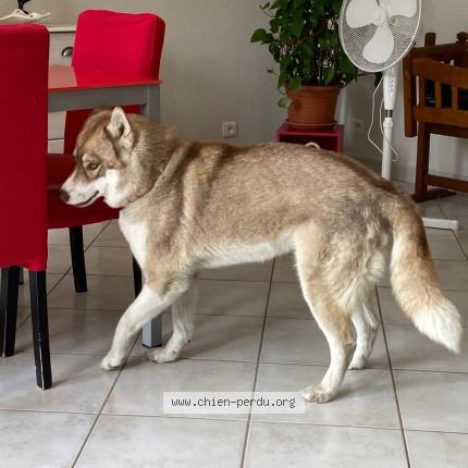 Photo 2/2 Found dog Found in Riom