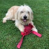 Picture of dog lost at Colomars