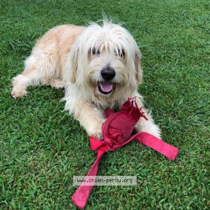 Photo 1/1 GiGi Chien lost in Colomars