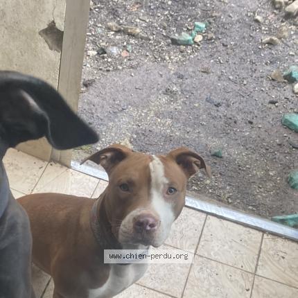 Photo 1/1 Uzy Chien lost in Vernaux en gatine