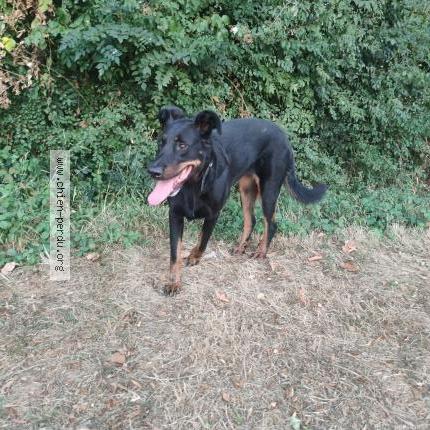 Photo 1/1 Found dog Found in Prahecq