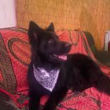 Picture of dog lost at Veranne