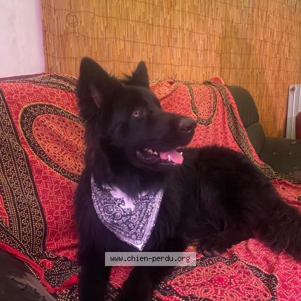 Photo 1/1 Exki Chien lost in Veranne