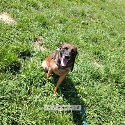 Photo 1/1 Stella Chien lost in Courgivaux