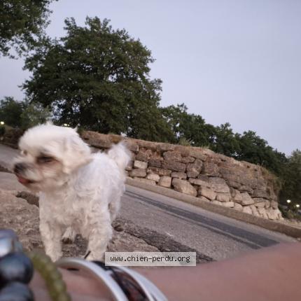 Photo 1/1 Loulou Blanco Chien lost in Les mees