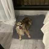 Picture of dog found at Castres